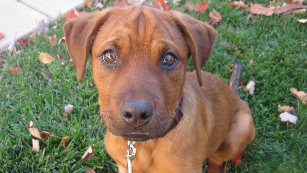 (Test Post) Red Rover / Animal Crisis Assistance